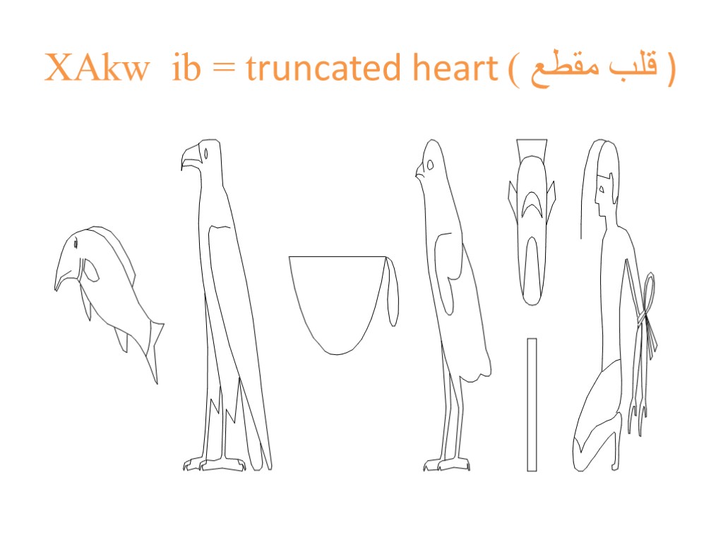 XAkw ib = truncated heart قلب مقطع ) )